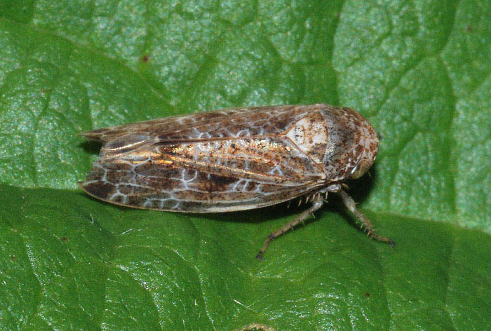 Cicadellide: Allygidius  dell''Emilia (RE)